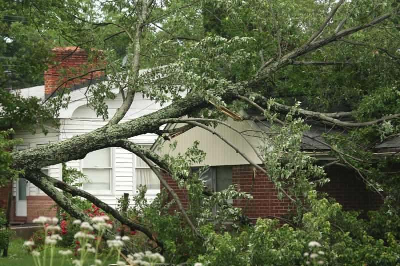 Storm Damage Tree on Property