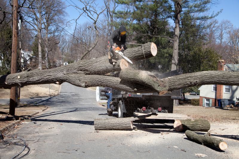 Fallen Tree on Driveway