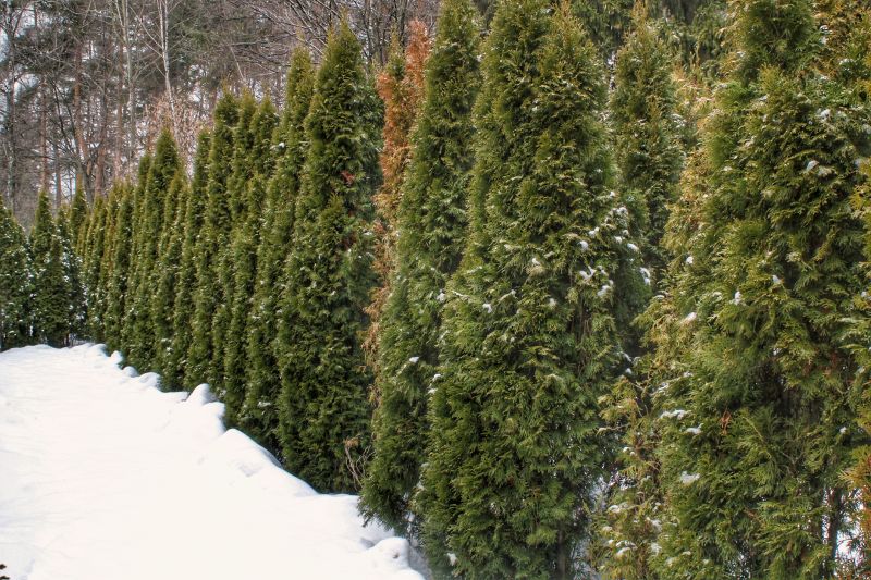 Tree Removal in Winter
