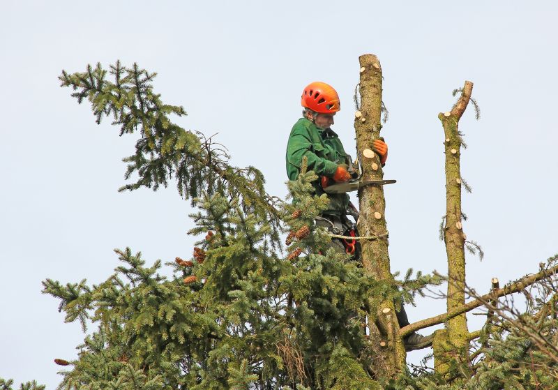 Tree Cutting in Action
