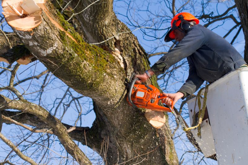 Safety Measures in Tree Removal