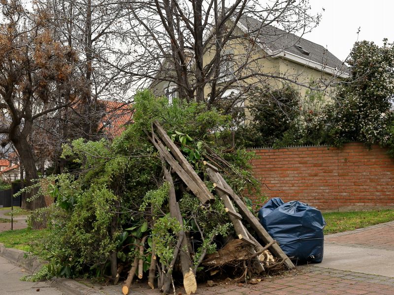 Proper Disposal of Removed Trees