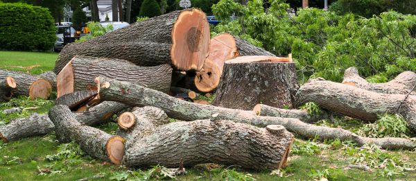 Large Tree Removal in Greenfield