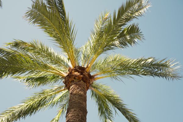 Palm Tree Removal in Greenfield