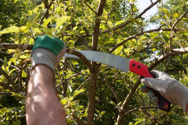 Small Tree Removal in Greenfield