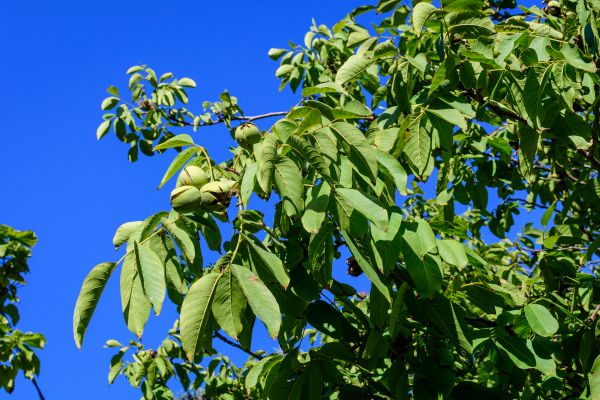 Walnut Tree Removal in Greenfield