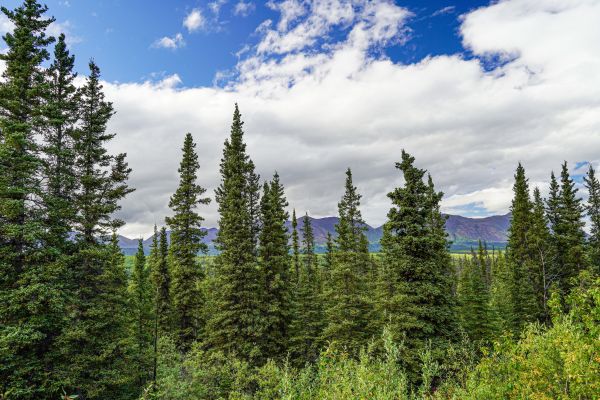 Spruce Tree Removal in Greenfield