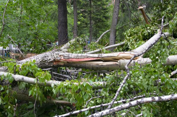 Birch Tree Removal in Greenfield
