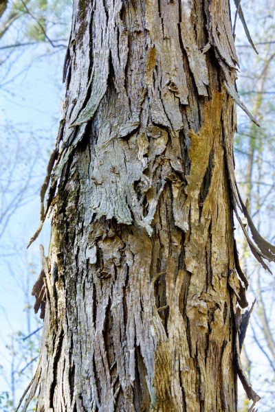 Hickory Tree Removal in Greenfield