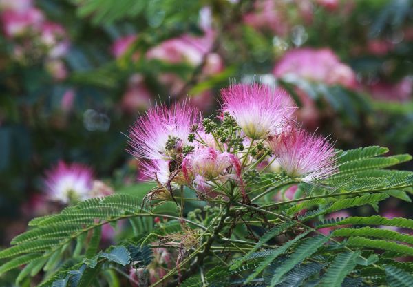 Mimosa Tree Removal in Greenfield
