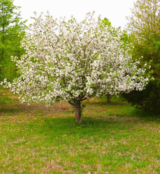 Dogwood Tree Removal in Greenfield