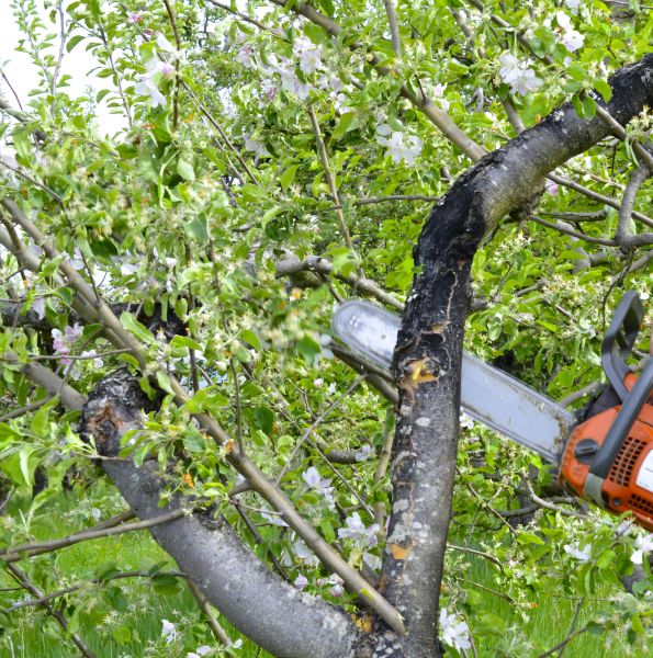 Apple Tree Removal in Greenfield