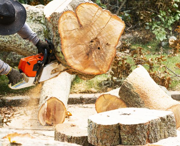 Tree Removal Service in Greenfield